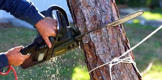 Reliable Coarsegold, CA Tree Removal and Landscaping Services Solutions